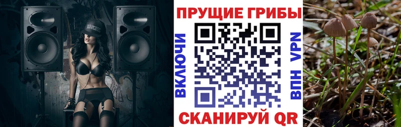 Купить  Волхов  Галлюциногенные грибы Cubensis 